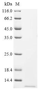 NADH dehydrogenase [ubiquinone] 1 alpha subcomplex subunit 4 (NDUFA4), partial, human, recombinant