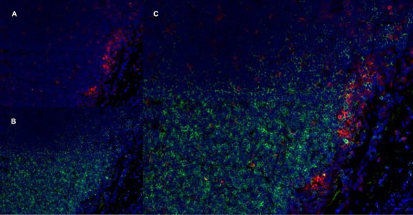 Anti-CD11b + CD11c, clone OX-42