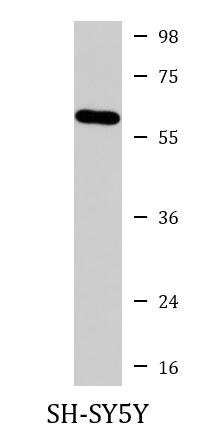 Anti-CRMP1