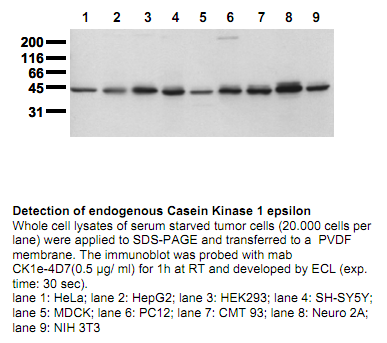 Anti-Casein Kinase 1, epsilon (CK1epsilon), clone 4D7