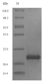 Proepiregulin (EREG), partial, human, recombinant