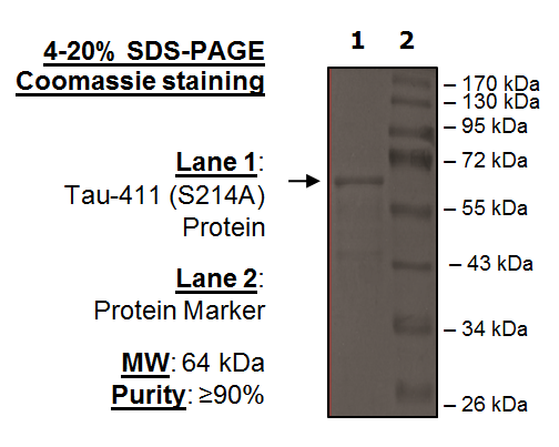 Tau-441 (S214A) Protein