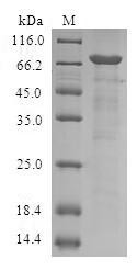 Serpin B9 (SERPINB9), human, recombinant