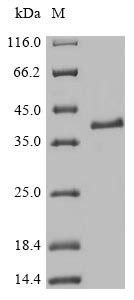 Transcription factor MafK (Mafk), mouse, recombinant