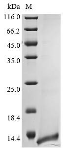 Non-structural protein 4 (4), human coronavirus HKU1, recombinant