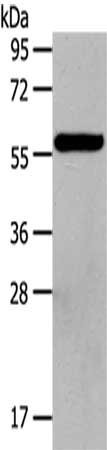 Anti-HDAC7
