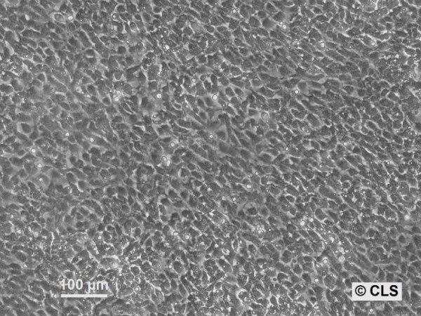 NRK-4xlambdaN22-3xmEGFP-M9 Cells