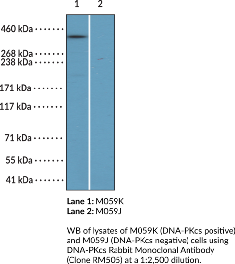 Anti-DNA-PKcs Rabbit (Clone RM505)
