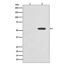 Anti-phospho-c-Myc (Thr58), clone FOC-13