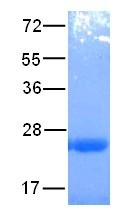 Arf1 delta17 Q71L mutant (ADP-ribosylation factor 1), human recombinant, His6-tag [E. coli]