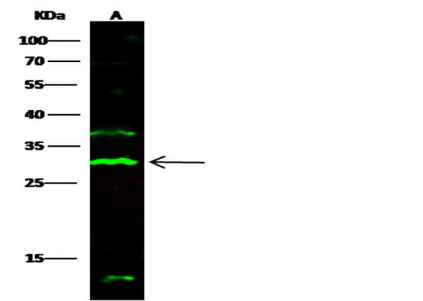 Anti-2B4/CD244 Monoclonal Recombinant Antibody