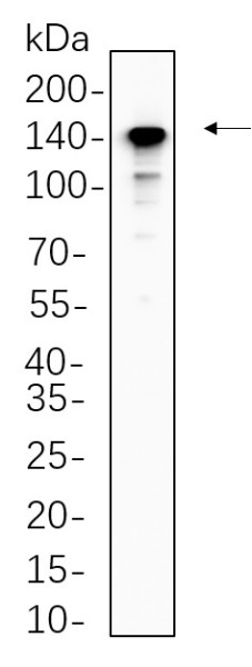 Anti-Recombinant CD163, clone 3P7