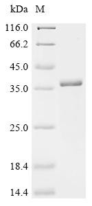 Mannose-binding protein C (Mbl2), recombinant mouse