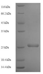Transmembrane protein 98 (TMEM98), human, recombinant