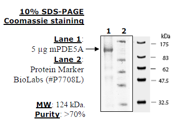 PDE5A, Active Murine Recombinant Protein
