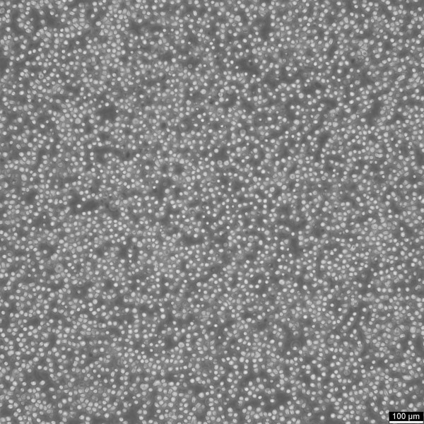 U937 Cells