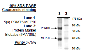PRMT5 (HEK293), active human recombinant protein