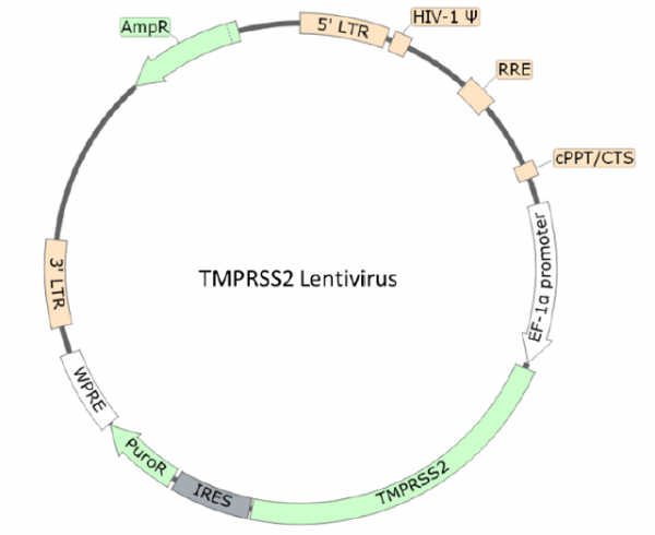 TMPRSS2 Lentivirus