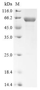 Retinal dehydrogenase 2 (Aldh1a2), mouse, recombinant