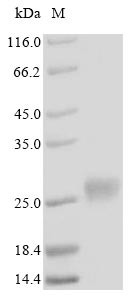 Metallothionein-4 (MT4), human, recombinant