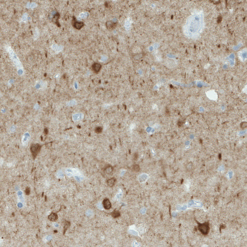Anti-NECAB1, clone CL0580