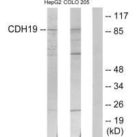 Anti-CDH19