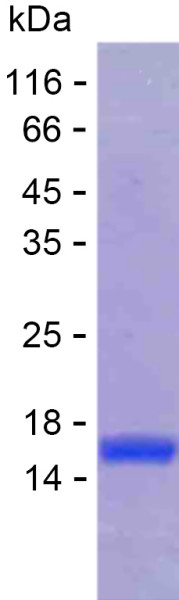 Recombinant Human AUH Protein