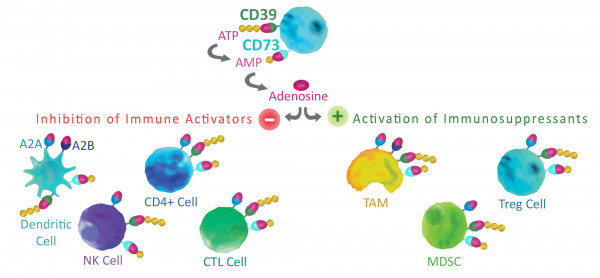 CD73 His-tag (Human)