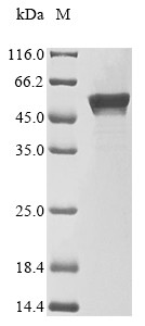 DnaJ homolog subfamily A member 1 (DNAJA1), human, recombinant