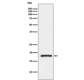 Anti-TTR / Transthyretin / Prealbumin, clone AOFI-20