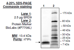 BRD9 (135-242), His-tag, human recombinant protein