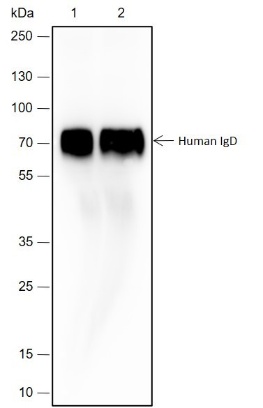 Anti-Recombinant Human IgD, clone A258