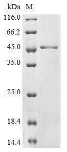 Ataxin-7 (ATXN7), partial, human, recombinant