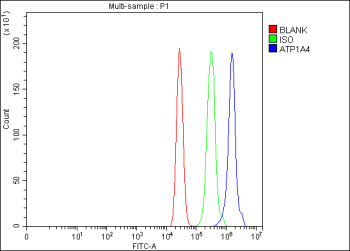 Anti-ATP1A4 / ATPase subunit alpha 4