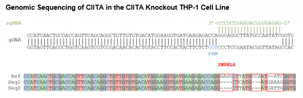 CIITA Knockout THP-1 Cell Line