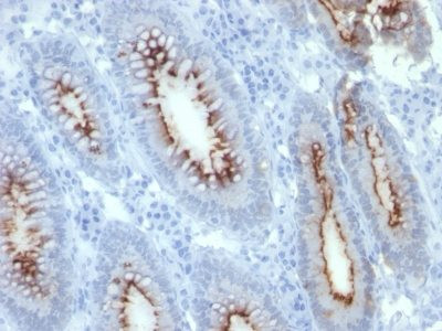 Anti-CD66 (CEA)(C66/261), CF488A conjugate, 0.1mg/mL