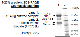 EZH2 (Y641C) /EED/SUZ12/RbAp48/AEBP2, human recombinant protein complex