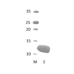 MPDZ_3 PDZ Domain