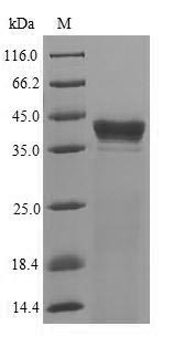 ATP-dependent Clp protease proteolytic subunit (clpP), Clostridium botulinum, recombinant