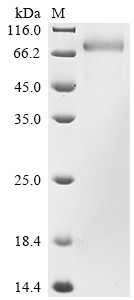 Growth arrest-specific protein 6 (GAS6), human, recombinant