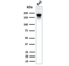 Anti-CD45RB (B-cell marker), clone PTPRC/2877R