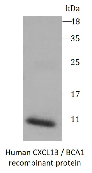 Human CXCL13 / BCA1 recombinant protein (Active) (His-tagged)