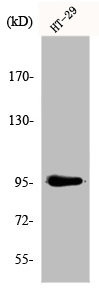 Anti-DNMT3B