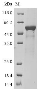 Atrial natriuretic peptide receptor 2 (NPR2), partial, recombinant human