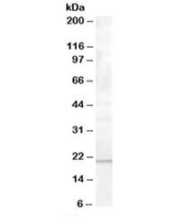 Anti-PTP4A1