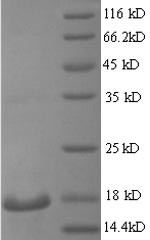 Regenerating islet-derived protein 3-gamma (Reg3g), mouse, recombinant