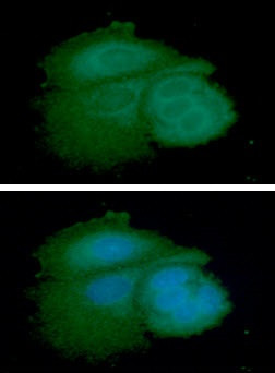 Anti-ARF1, clone 1B3