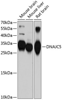 Anti-DNAJC5
