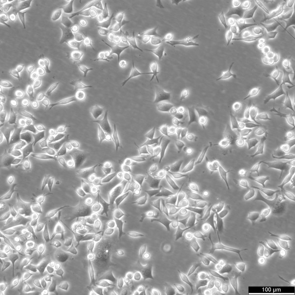 SNU-601 Cells