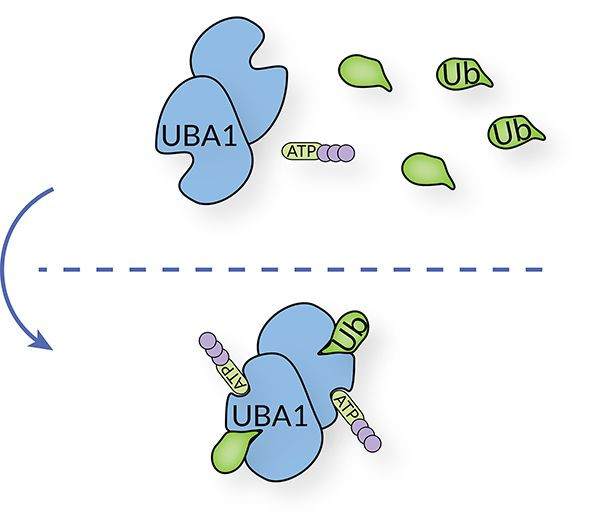 Ubiquitin Activating Enzyme E1 [UBE1] (human) (rec.) (untagged)